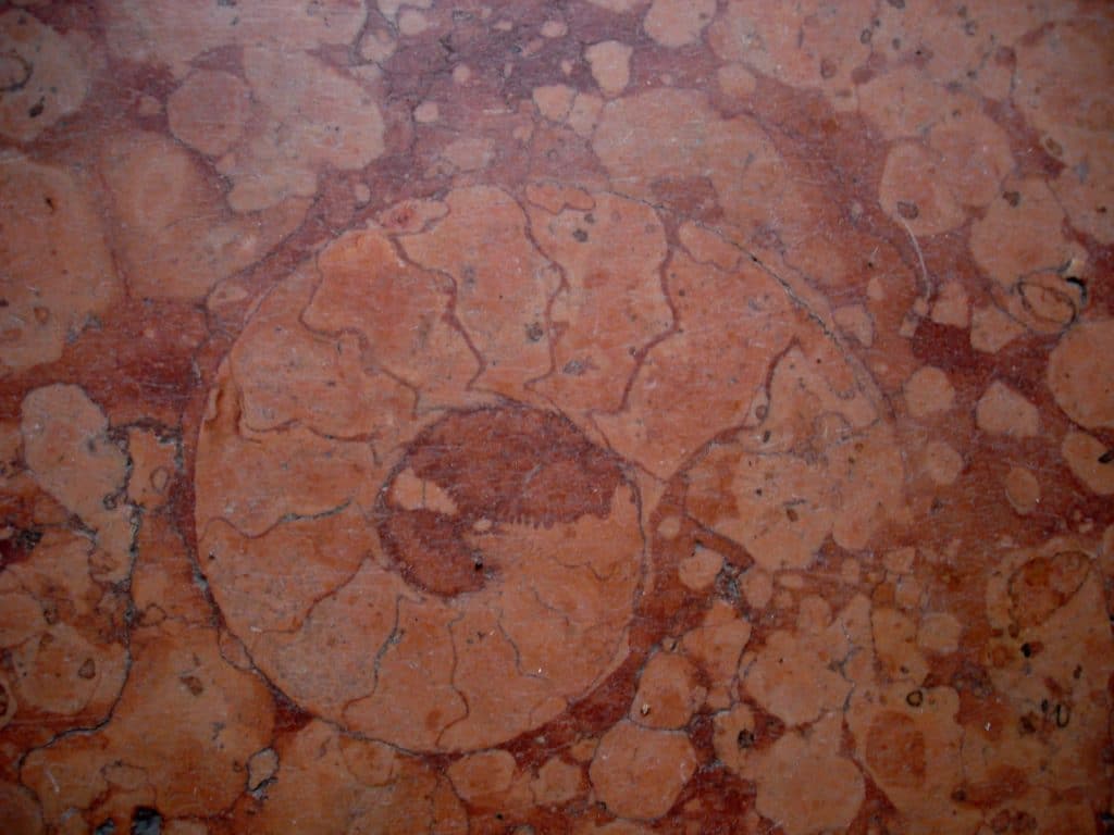 Rosso verona fossil