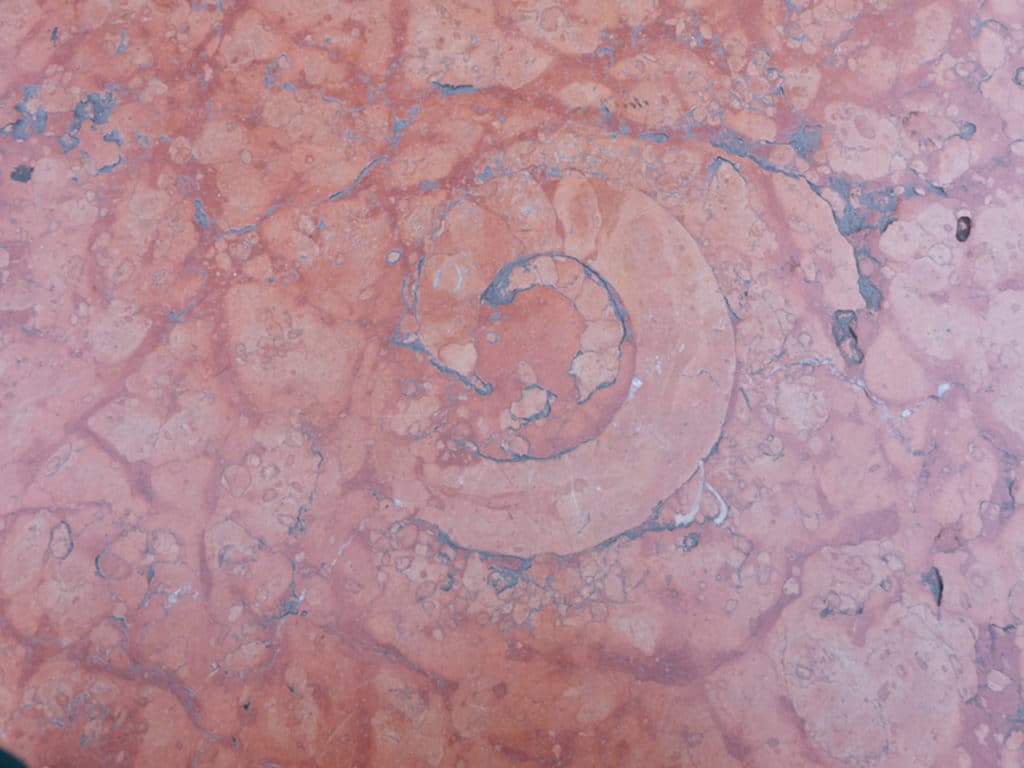 rosso verona-ammonite