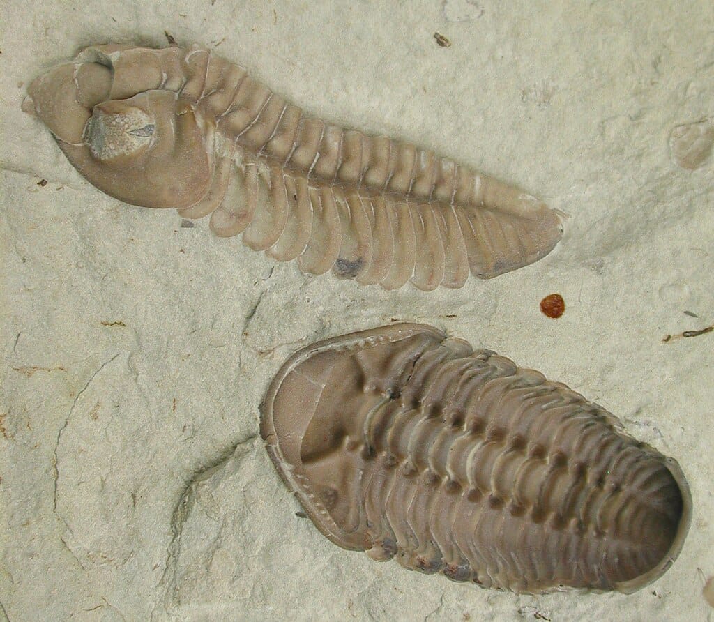 Kainops Fossil - Quel est l'âge du marbre ?