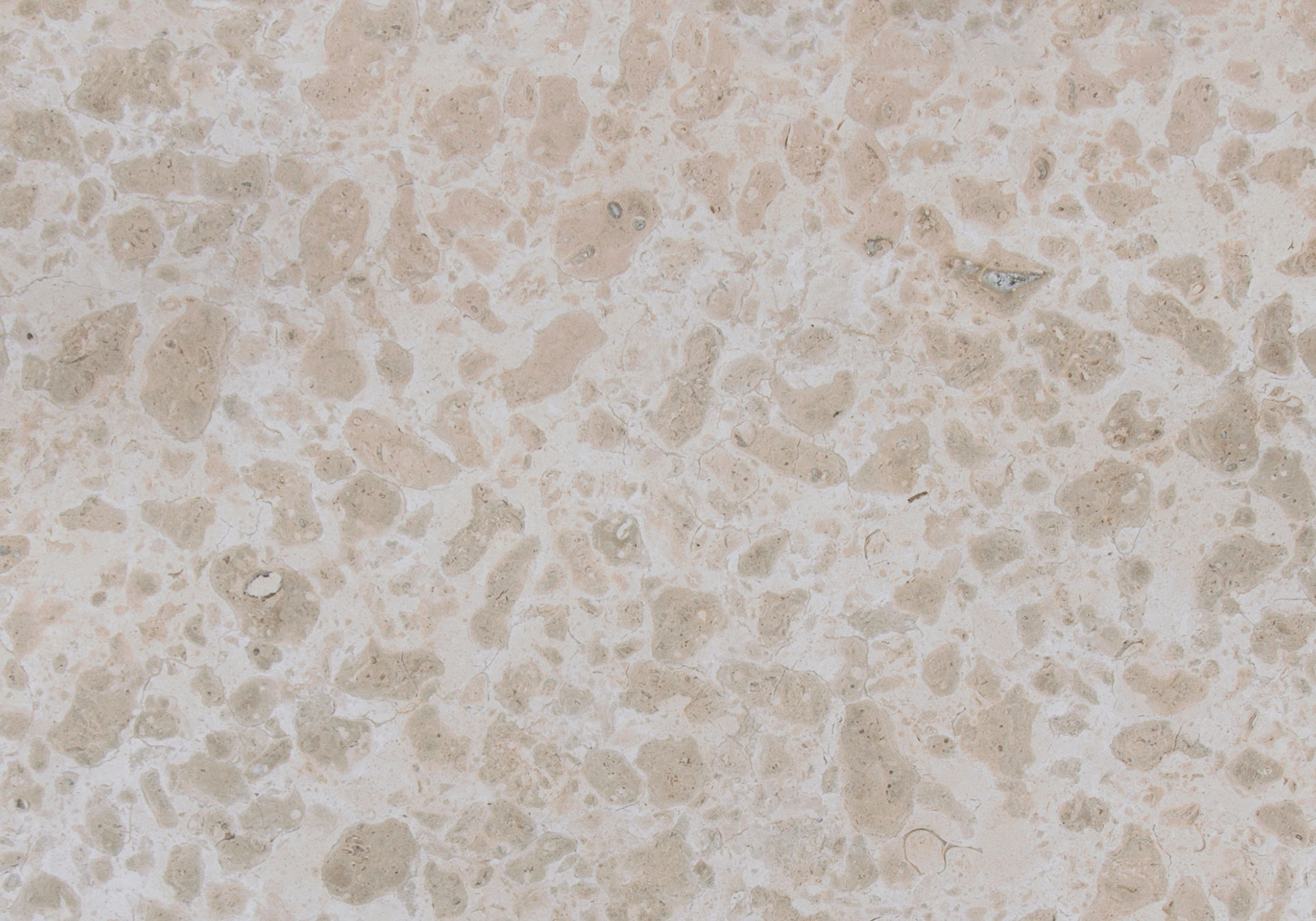 Pierre Kanfanar Nuts polie, teinte beige et fossiles naturels