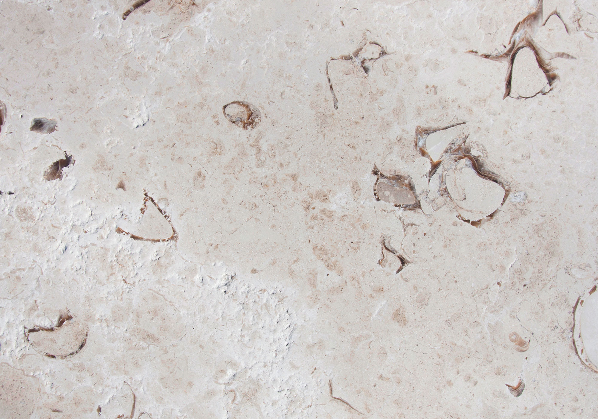 Pierre Kanfanar coquillages brossée, motifs fossilisés